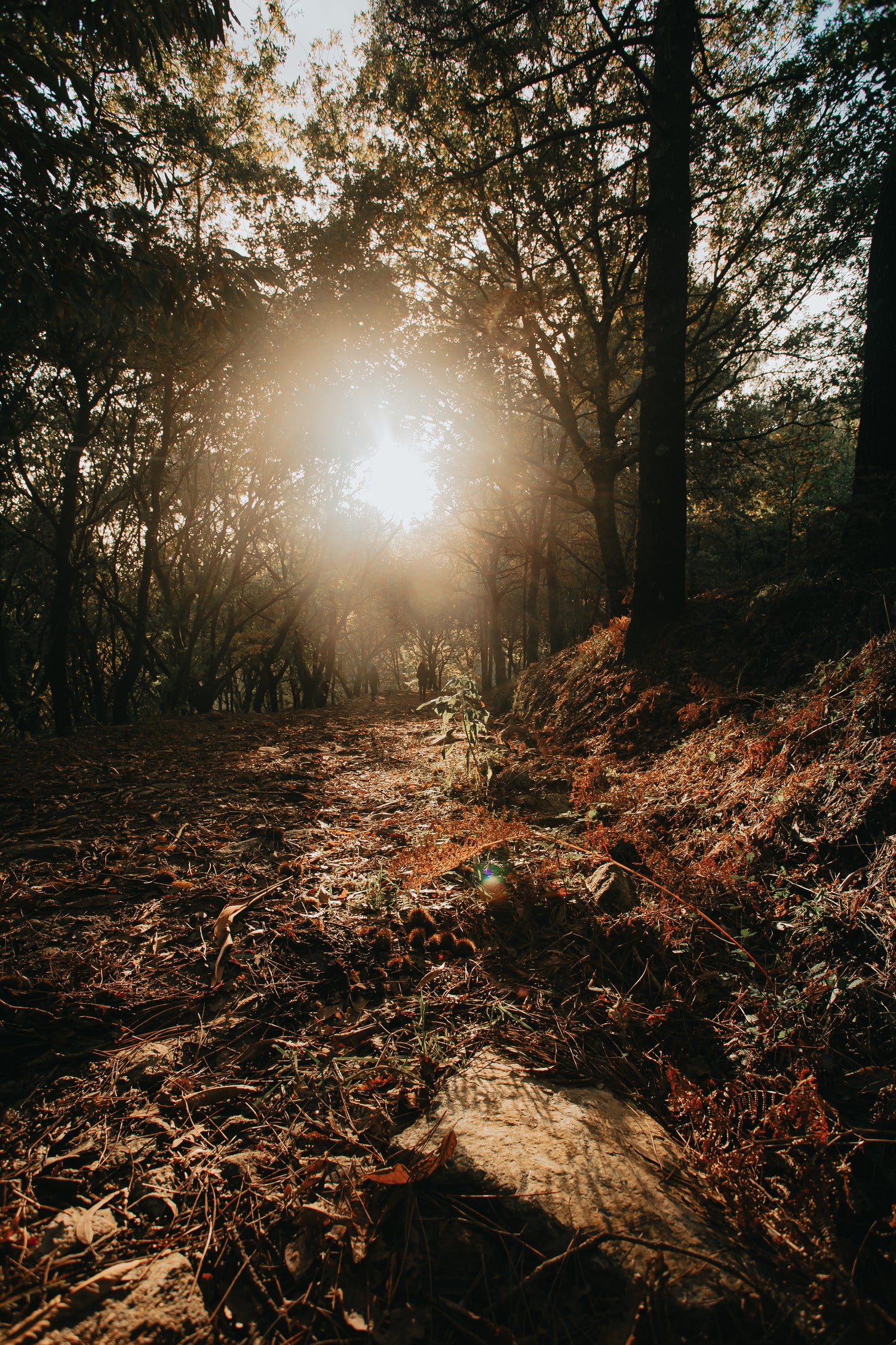A sunny forest day